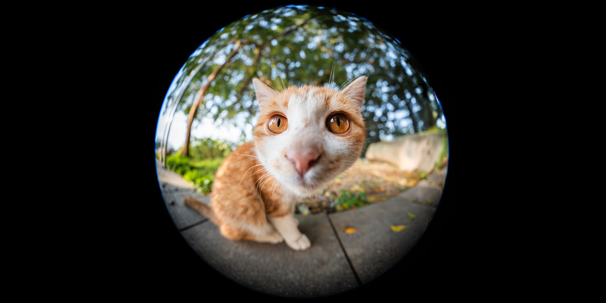 Obiektyw Laowa 8-15mm f/2,8 FF Zoom Fisheye do Sony E